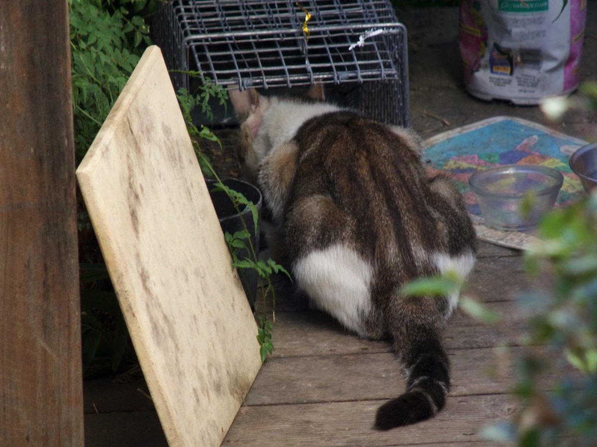 Katze frisst Nassfutter aus einem Napf