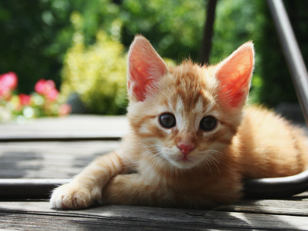 Junge Katze
