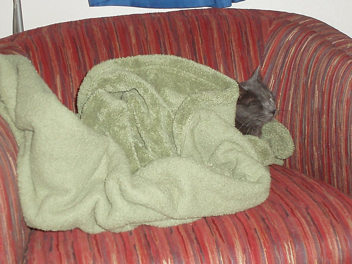 Katze eingekuschelt in eine weiche Decke