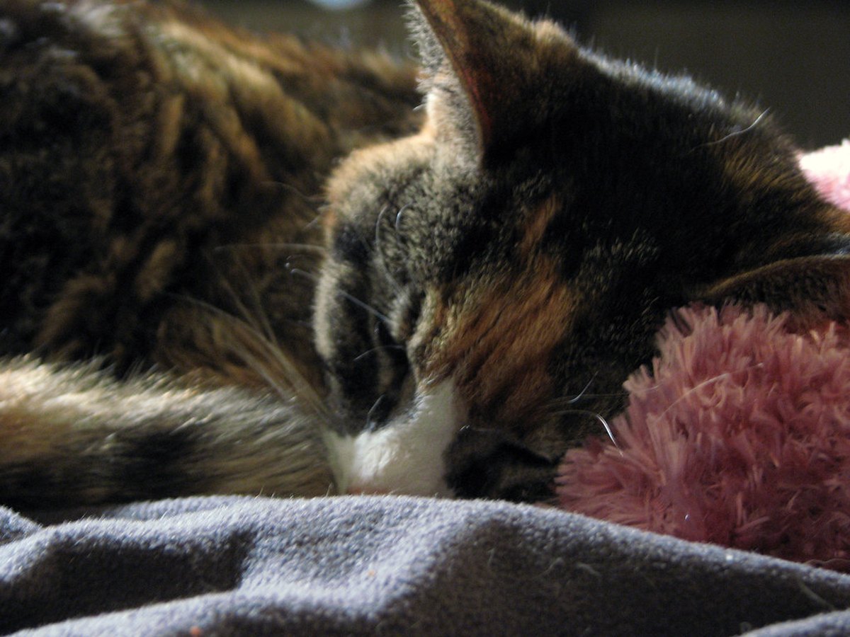 Ruhende Katze