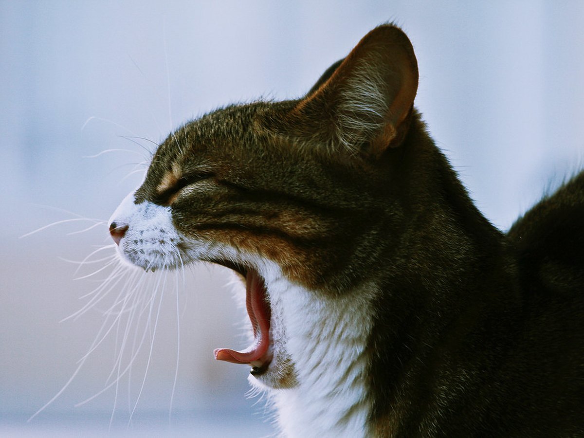 Gähnende Katze
