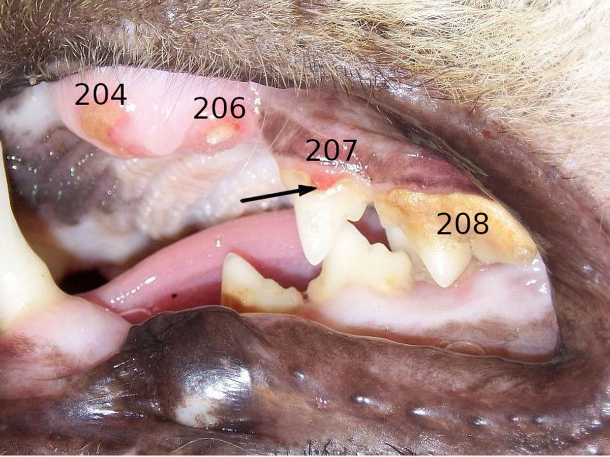 Zahnresorption an einem Katzenzahn