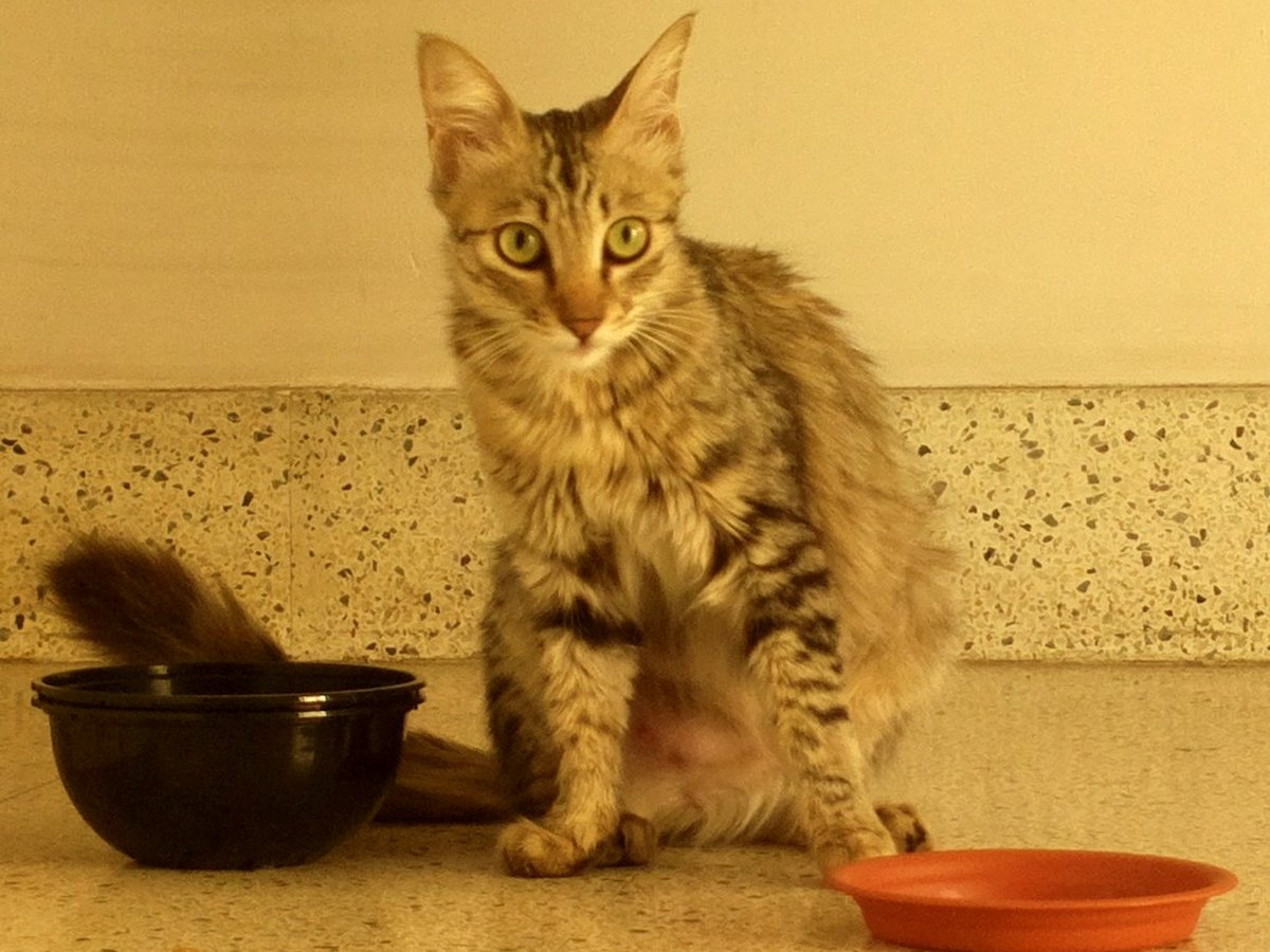 Katze frisst aus einem Napf
