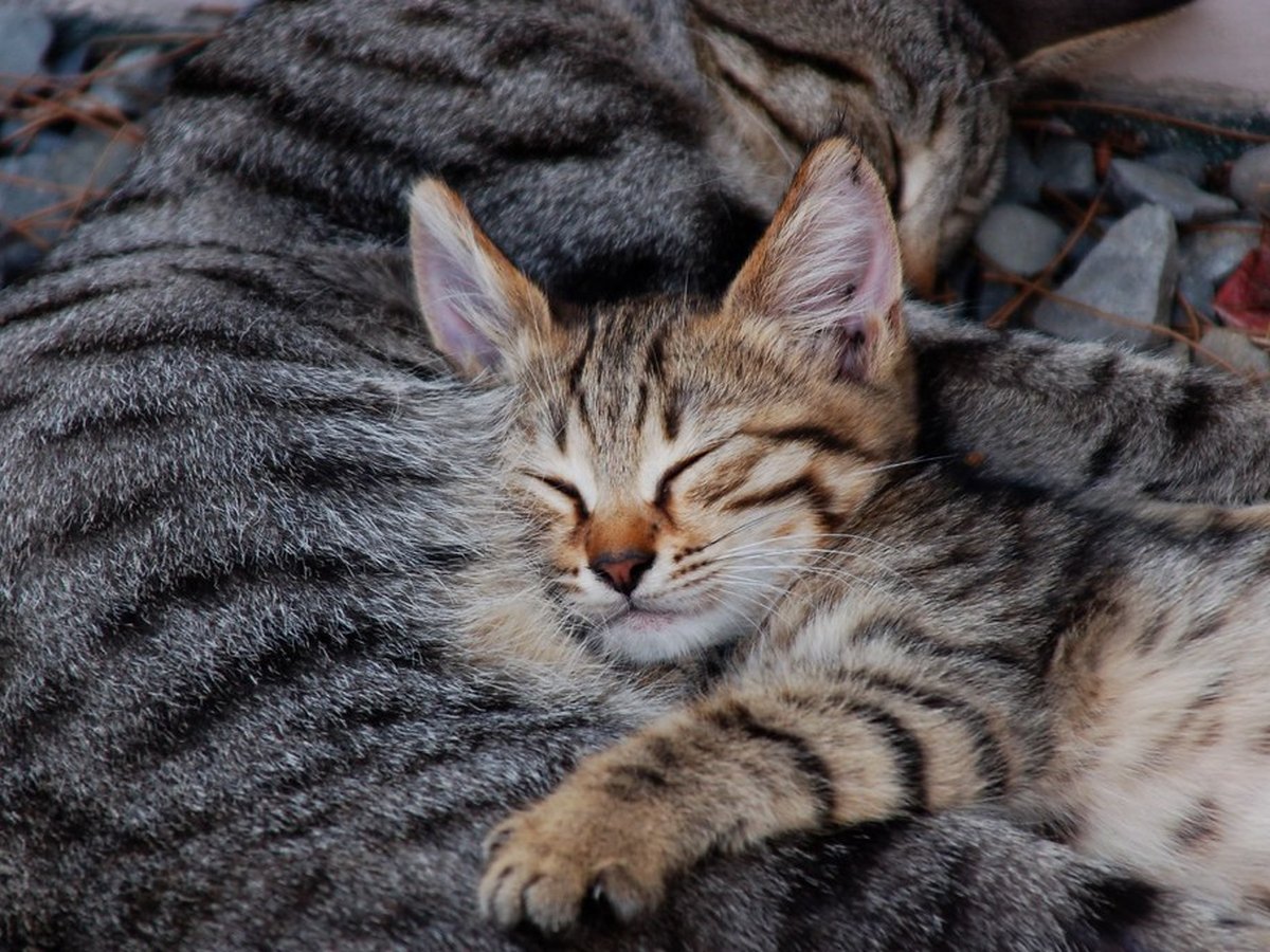 Ruhende Katze