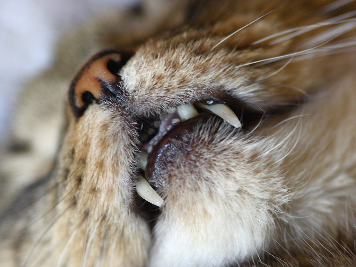 Gebiss einer Katze