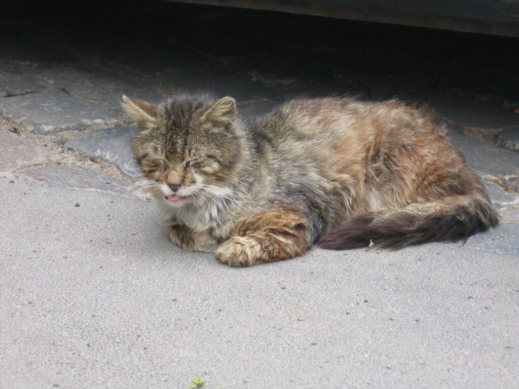Katze mit tränenden Augen und Nasenausfluss liegt auf einer Decke