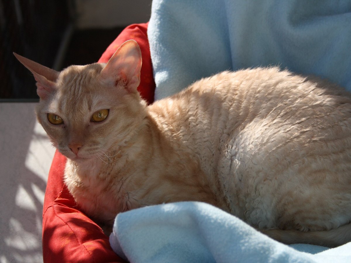Porträt einer Rex-Katze mit gekräuselten Schnurrhaaren
