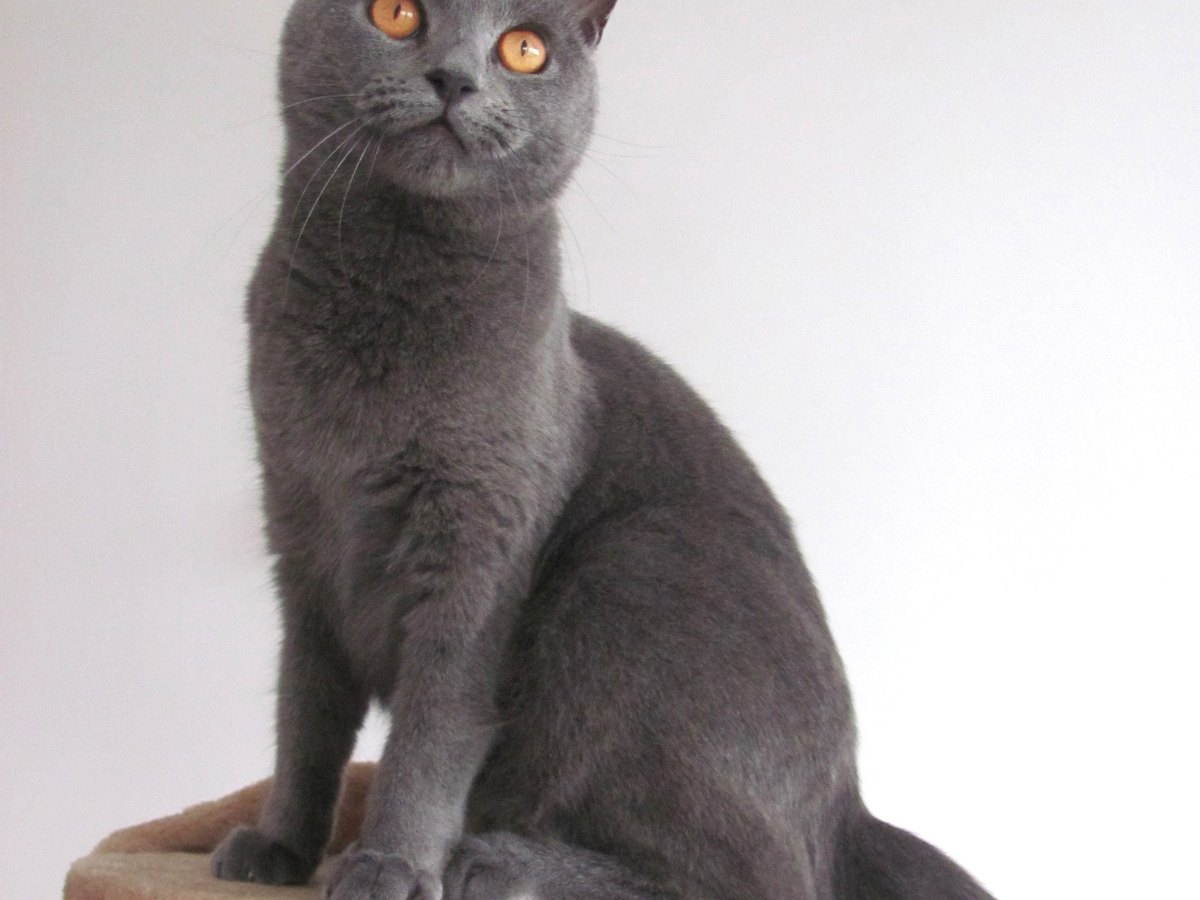 Kartäuserkatze