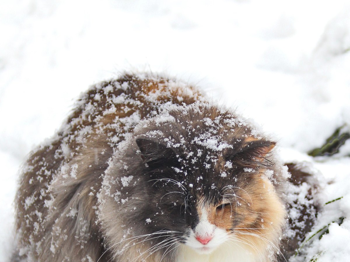 Norwegische Waldkatze