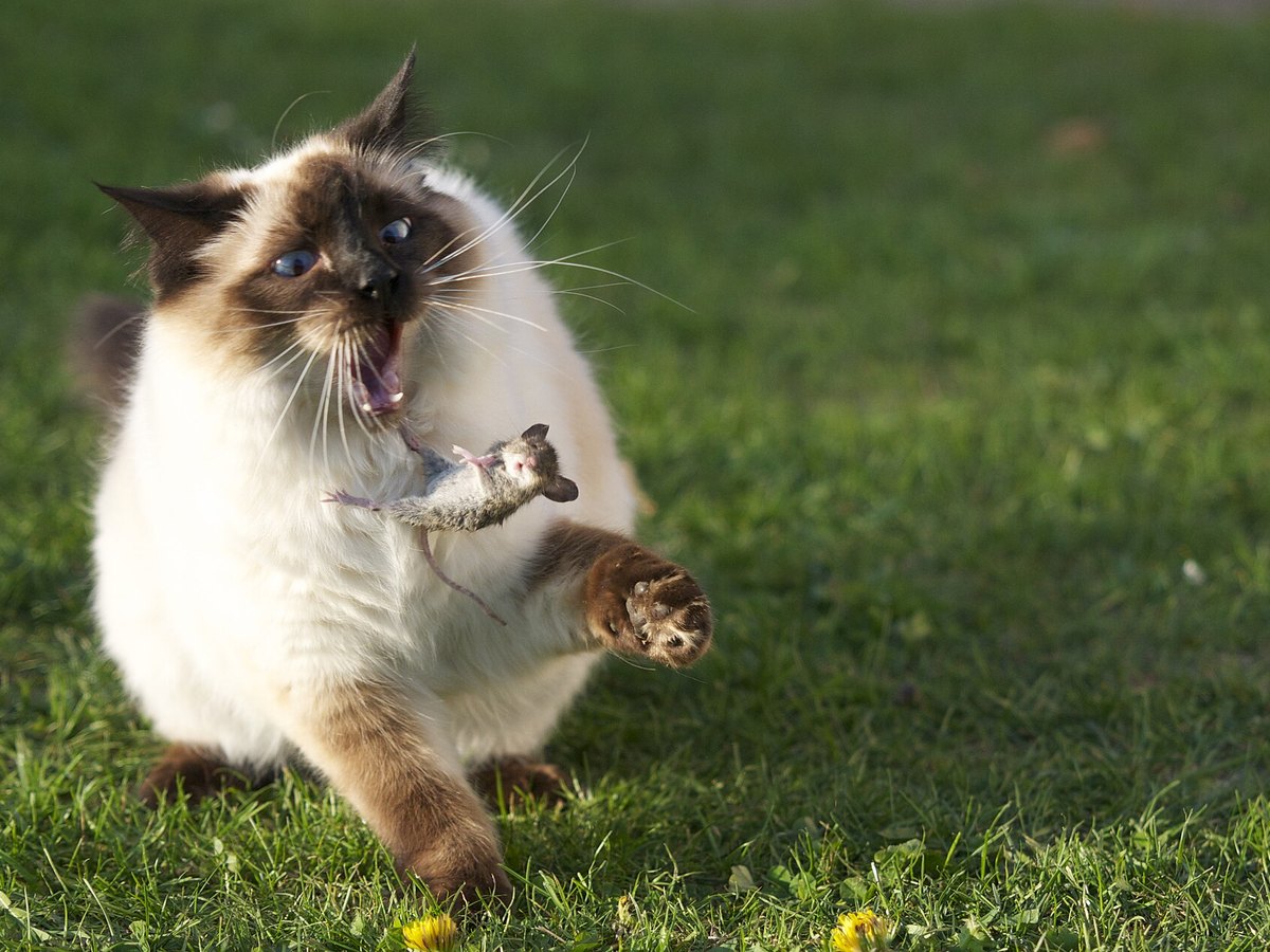 Ragdoll im Liegen