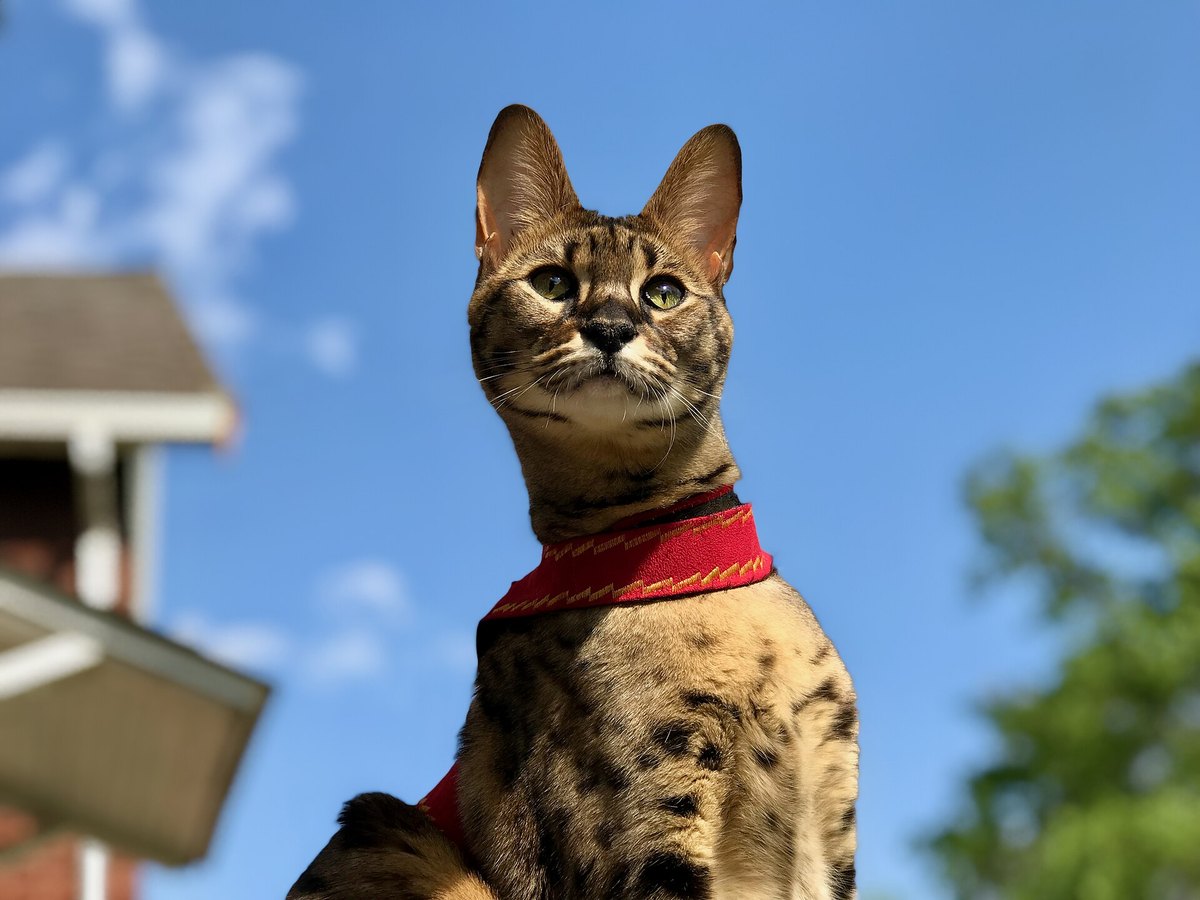 Savannah-Katze