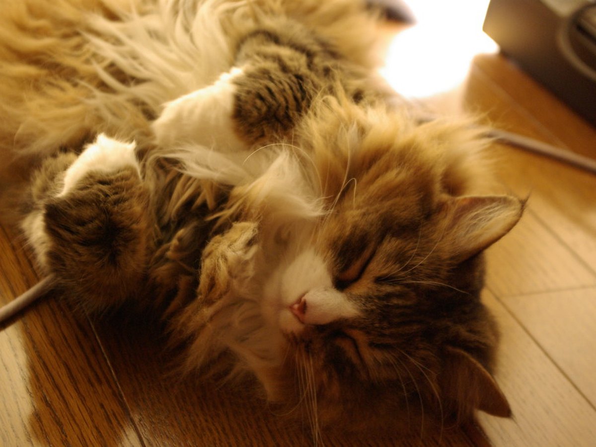 Norwegische Waldkatze mit Halskrause im Freien