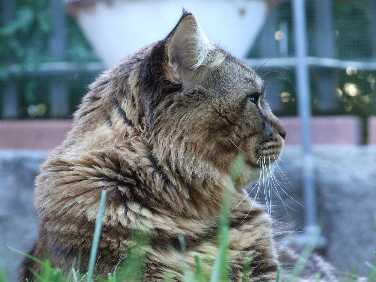 Große Maine Coon mit Pinselohren und dichtem Fell