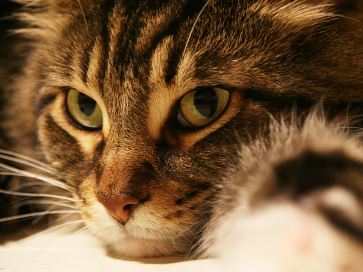 Maine Coon mit langem Fell