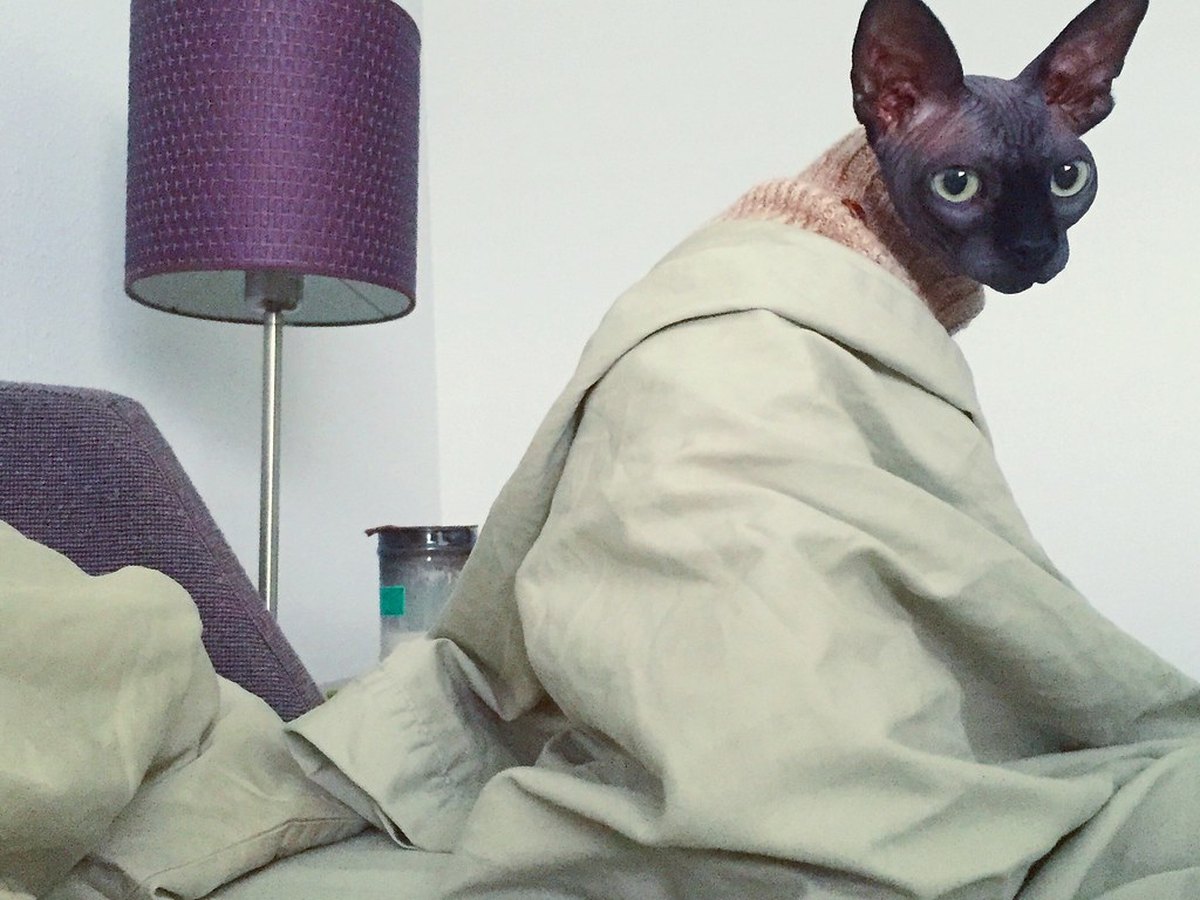 Haarlose Sphynx-Katze mit faltiger Haut und großen Ohren