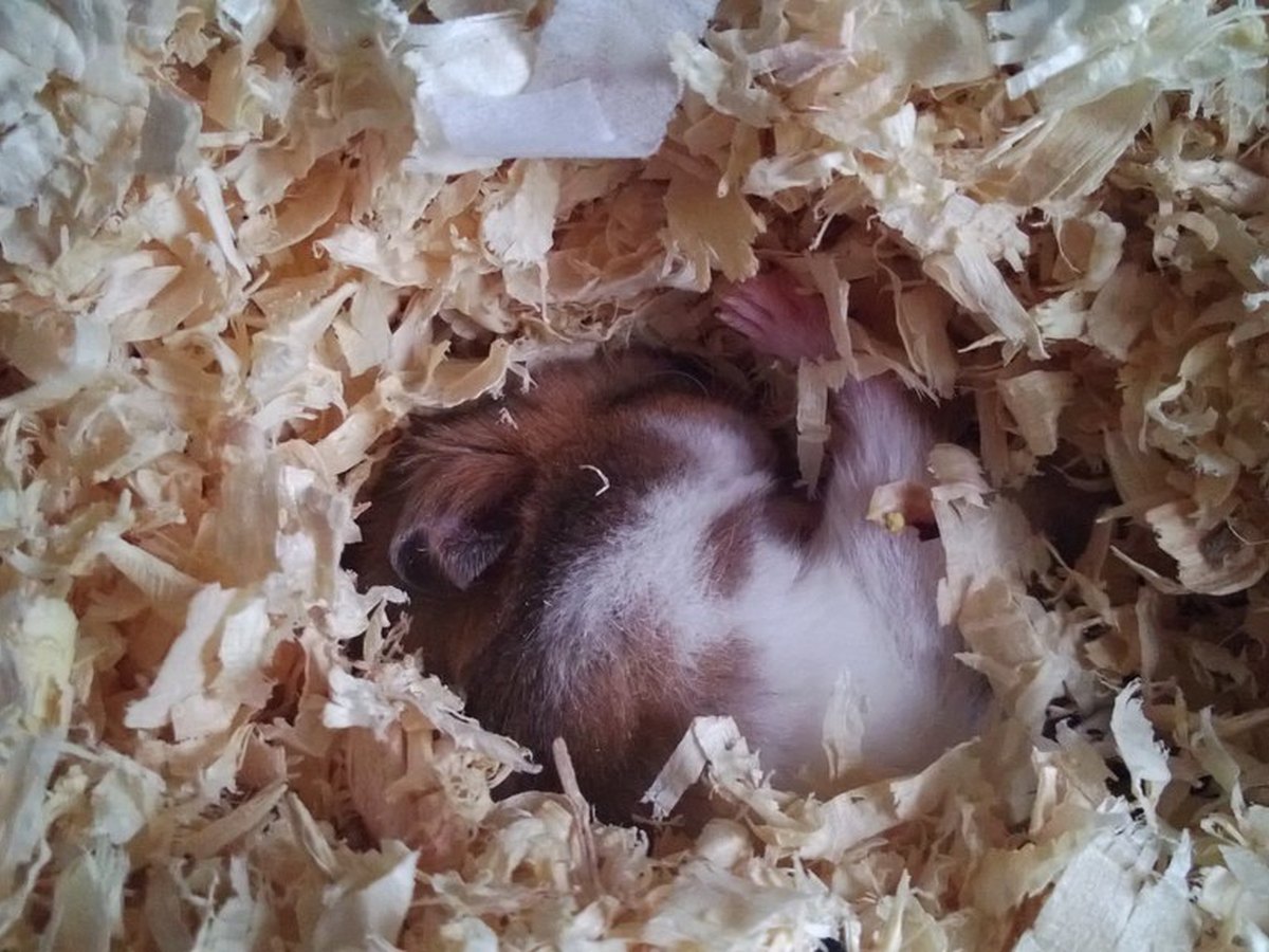 Hamster gräbt sich in Holzspäne-Einstreu ein