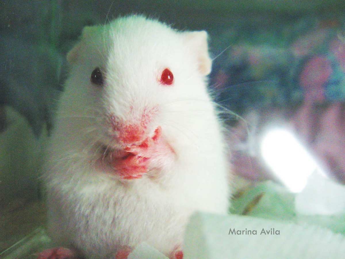 Goldhamster sitzt in einem gut eingerichteten Käfig
