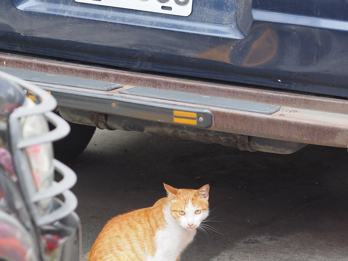Getigerte Katze im Freien