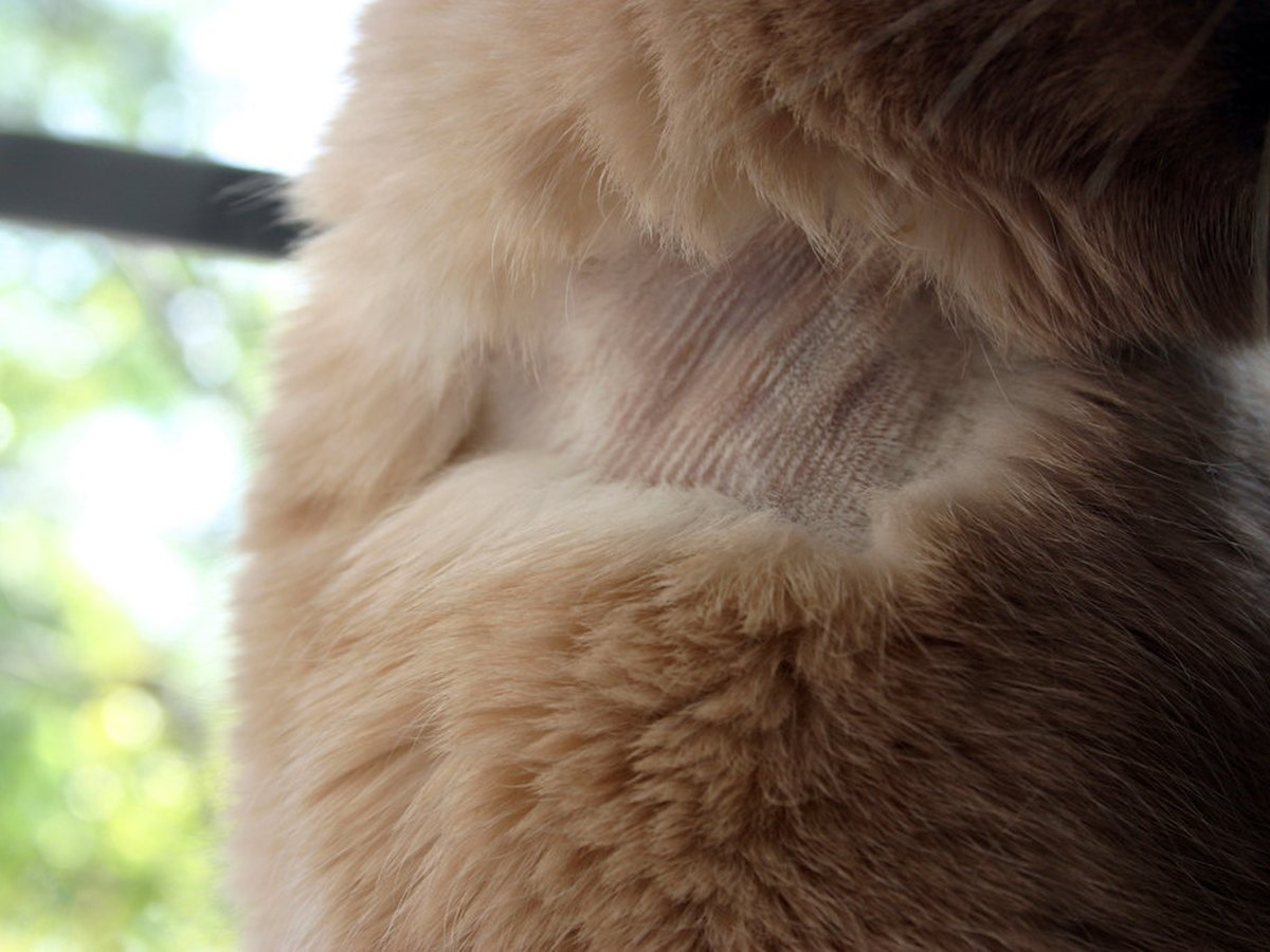 Rasierte Hautstelle am Hals einer Katze für die Untersuchung