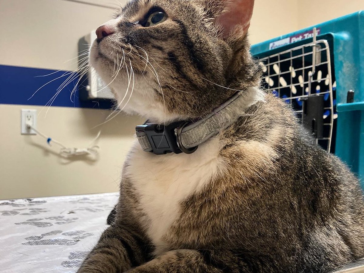 Katze sitzt auf dem Untersuchungstisch in der Tierarztpraxis