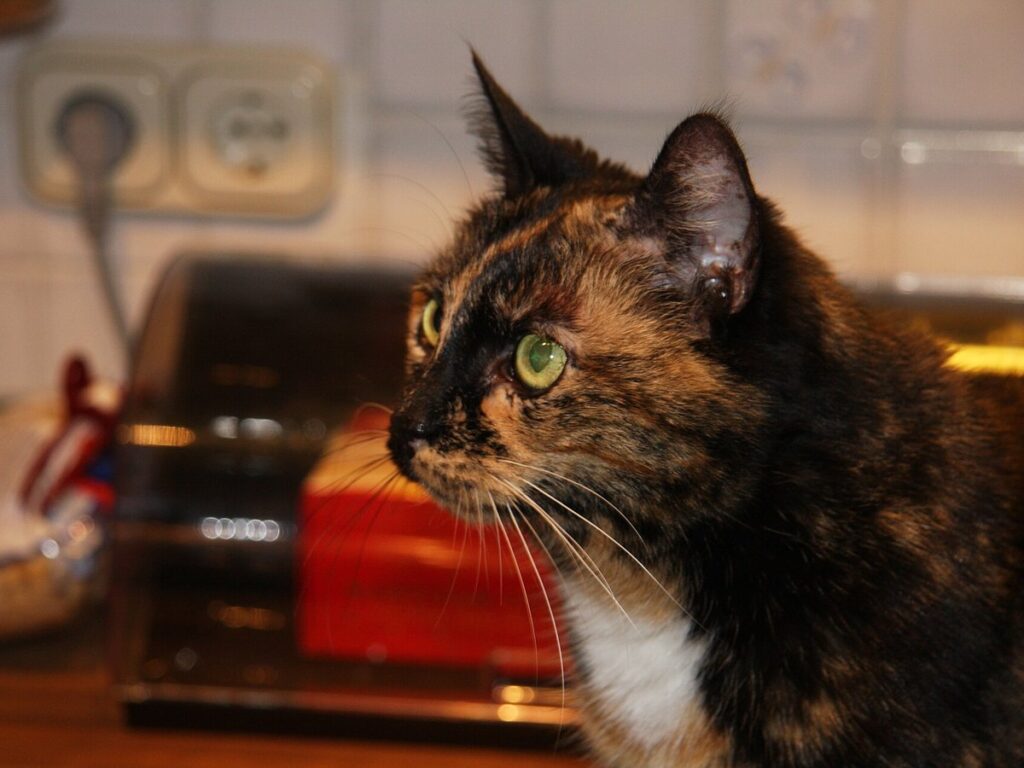 Ältere Katze im Porträt
