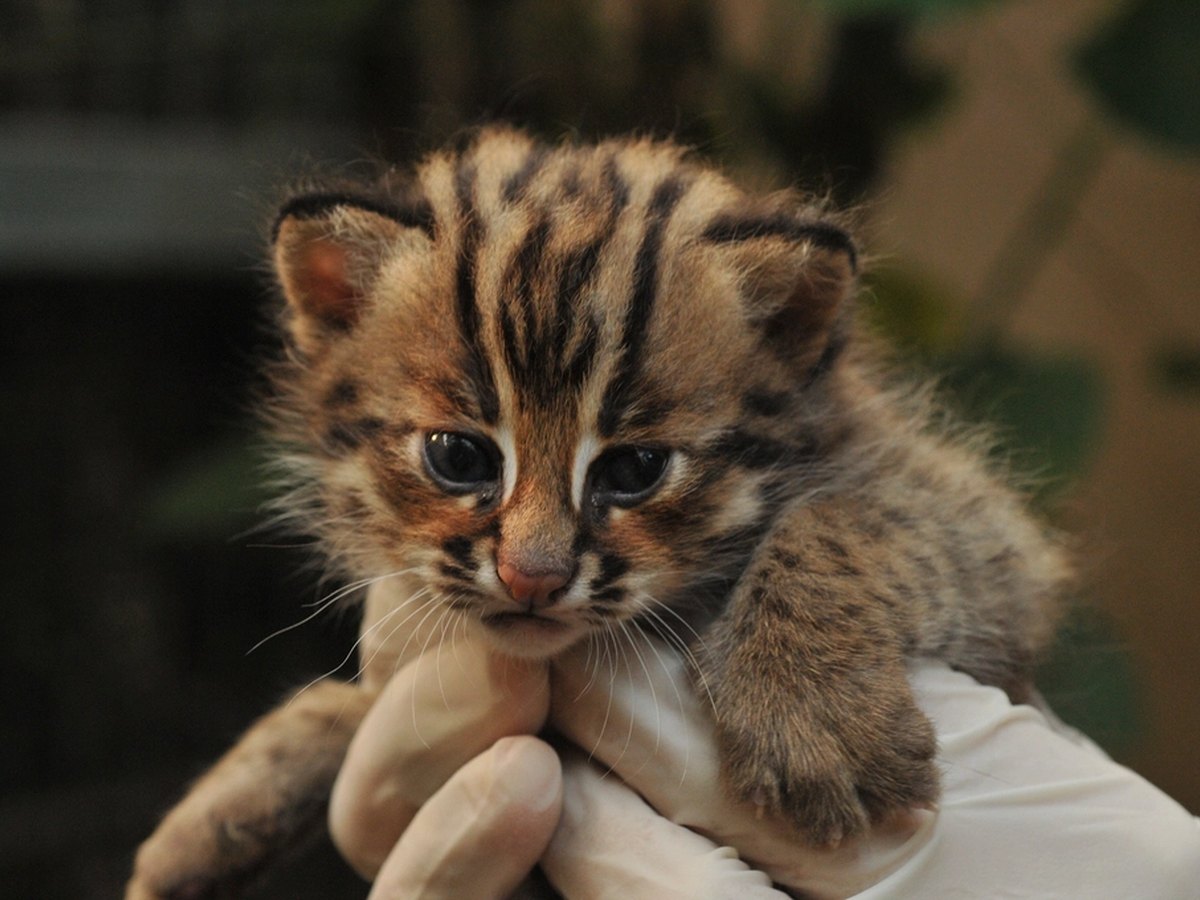 Kitten beim Tierarzt