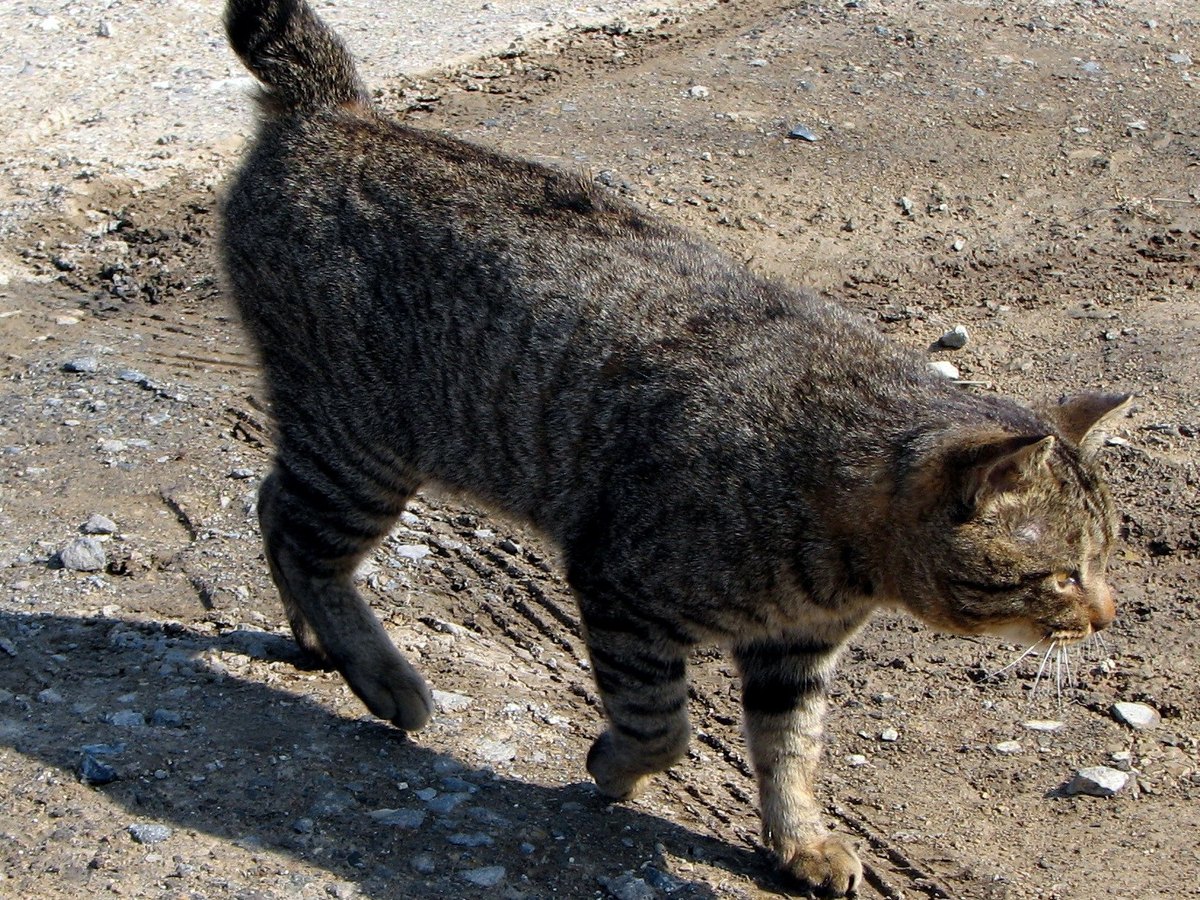 Japanese Bobtail Katze mit kurzem Stummelschwanz von hinten