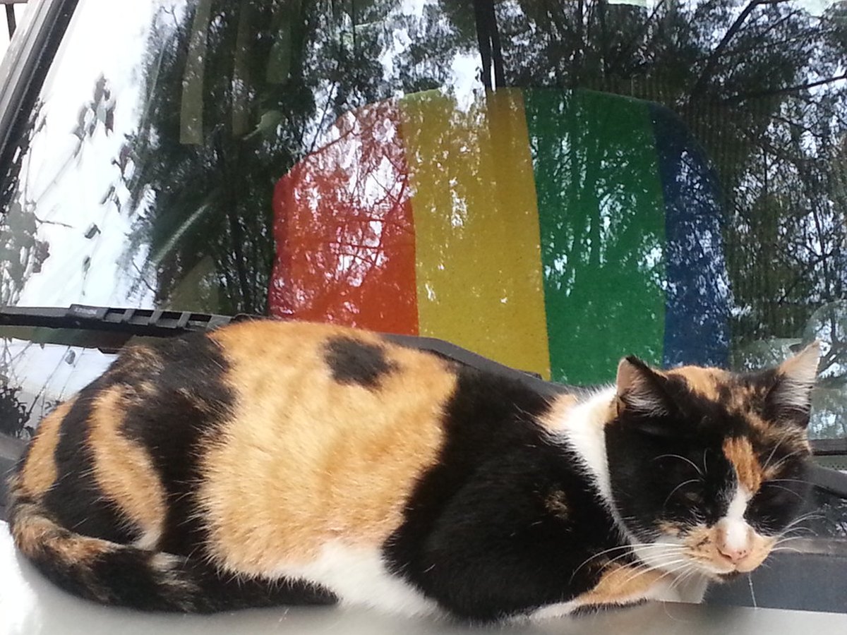 Dreifarbige Katze mit weiß-schwarz-rotem Fell