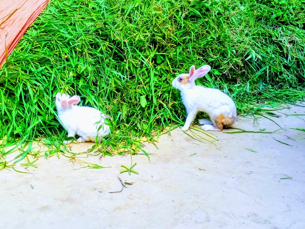 Kaninchen frisst Grün