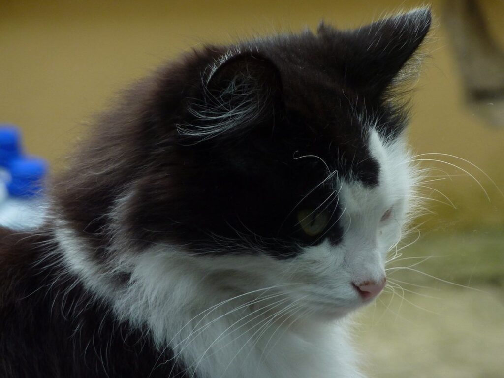cat