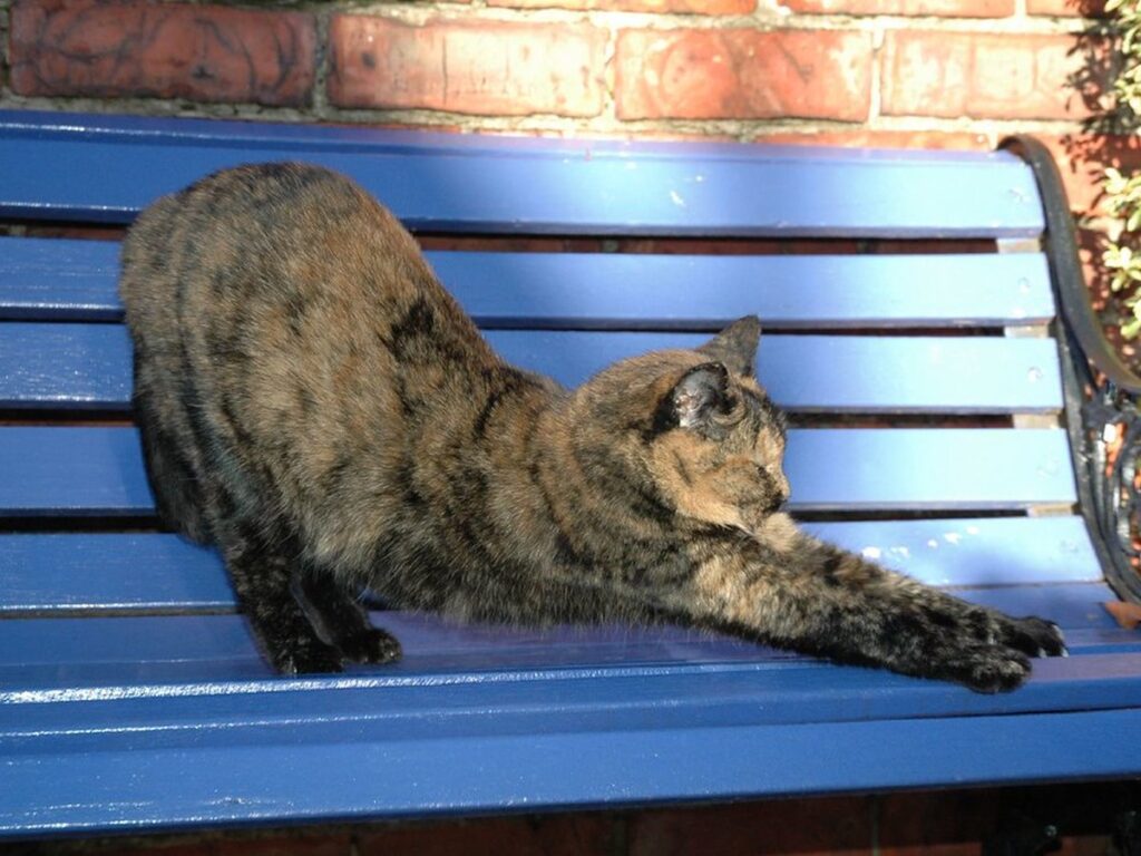 Cat stretch Nov 2005