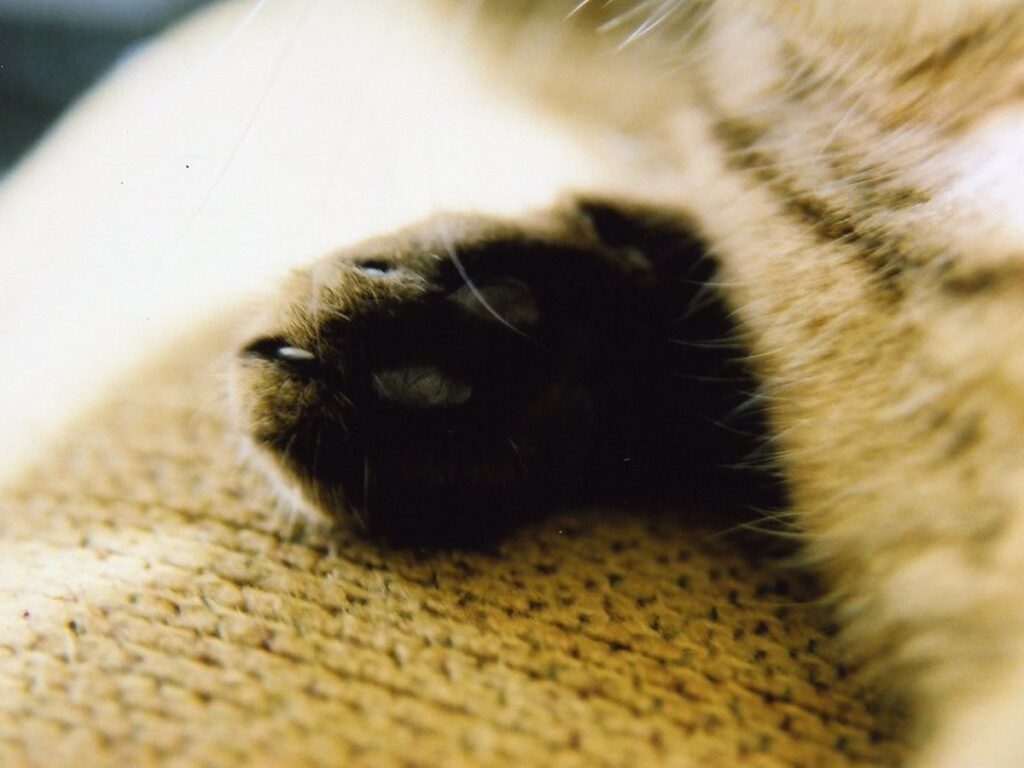 Cat's Paw close up