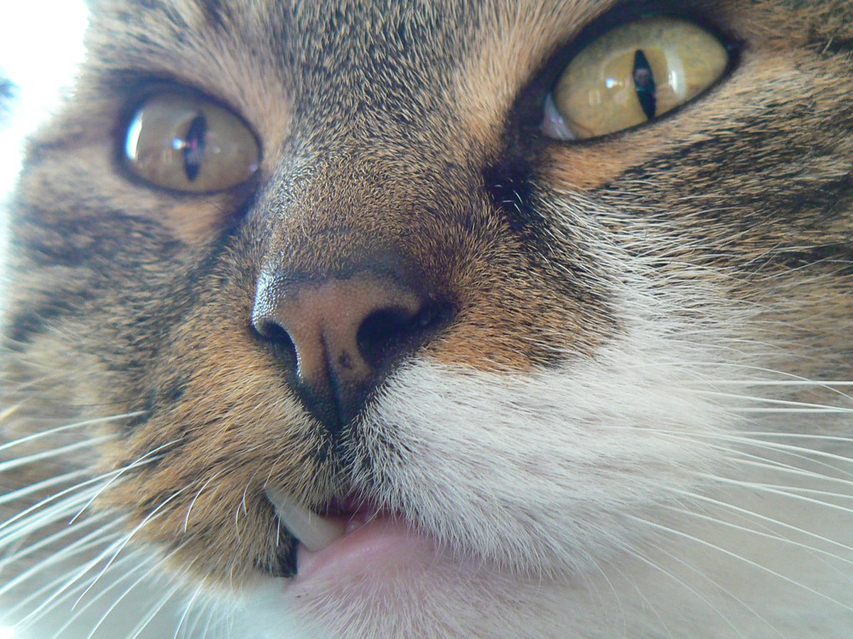Kater sitzt am Fenster und schreit
