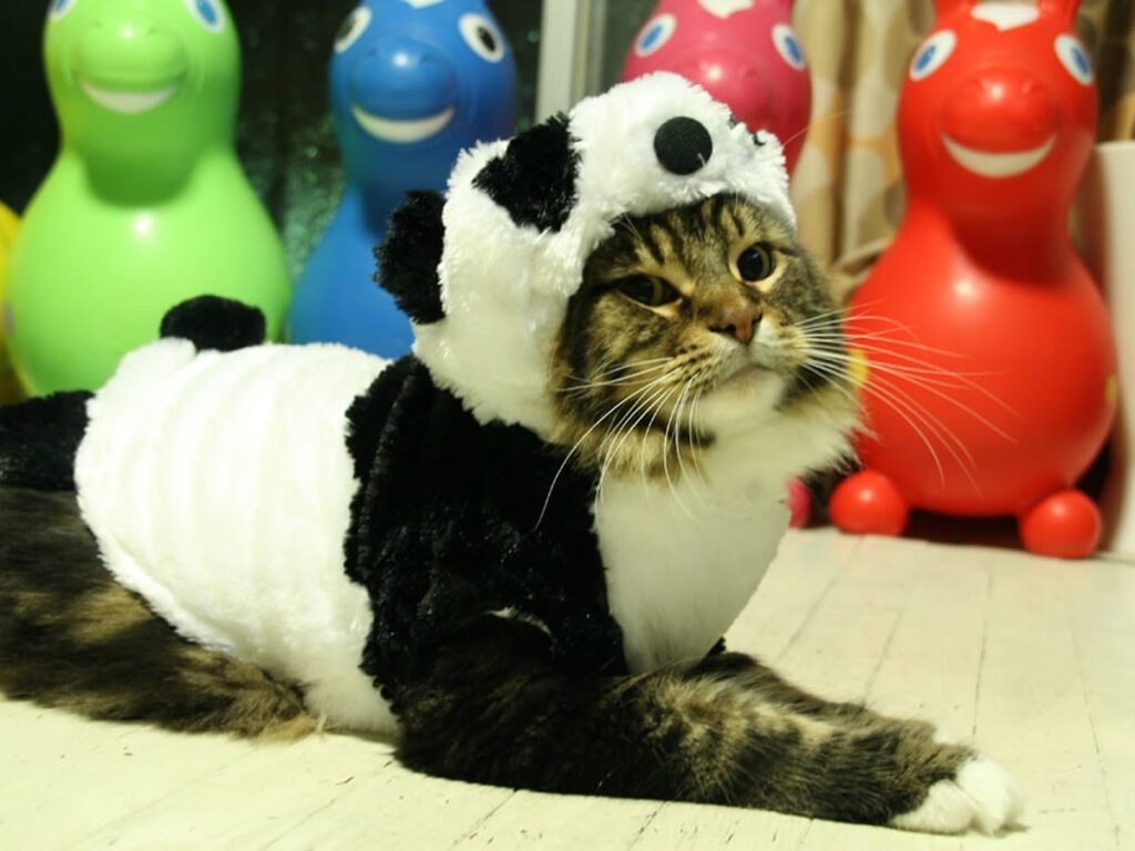 Panda cat