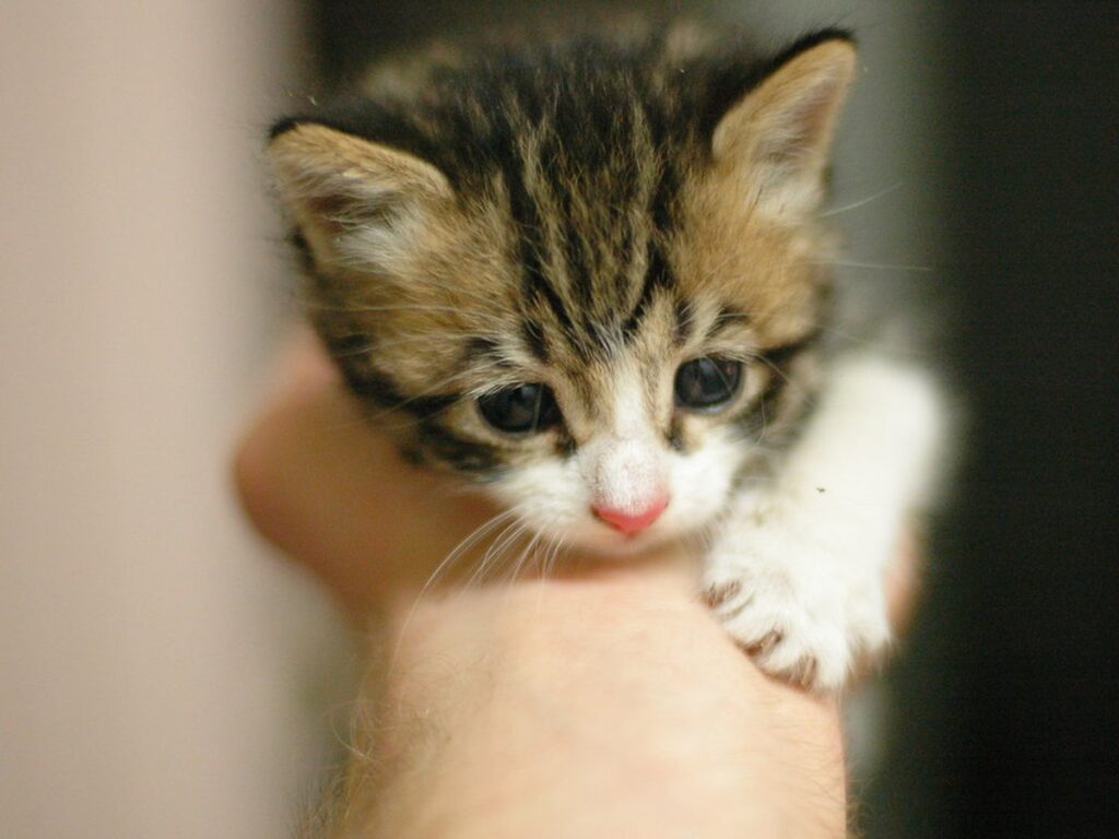 Basement kitten in hand