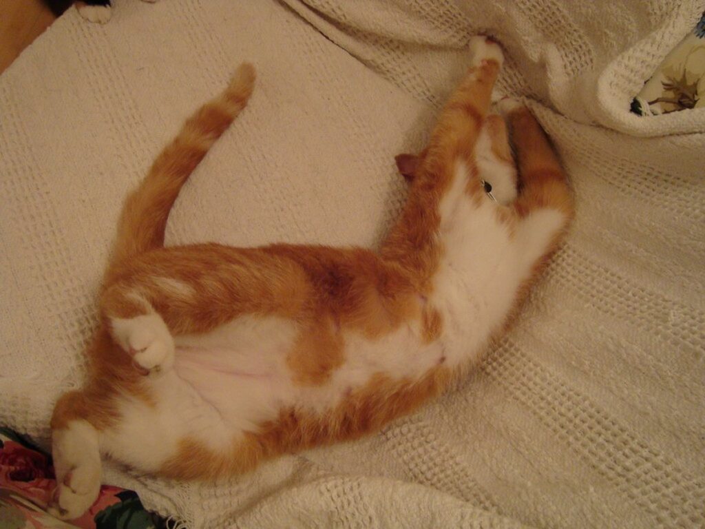 Cat stretch