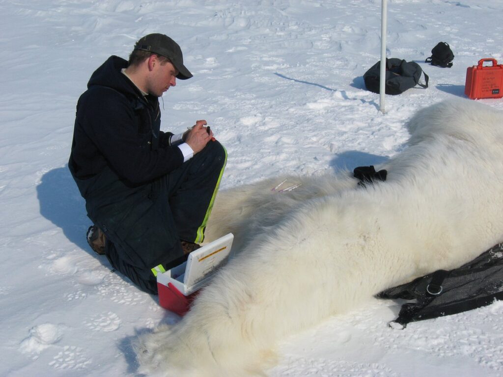 A Polar Bear Biologist Labels Blood Samples from a Bear - DPLA - d8335e5386370c09593600f811c8d2f2