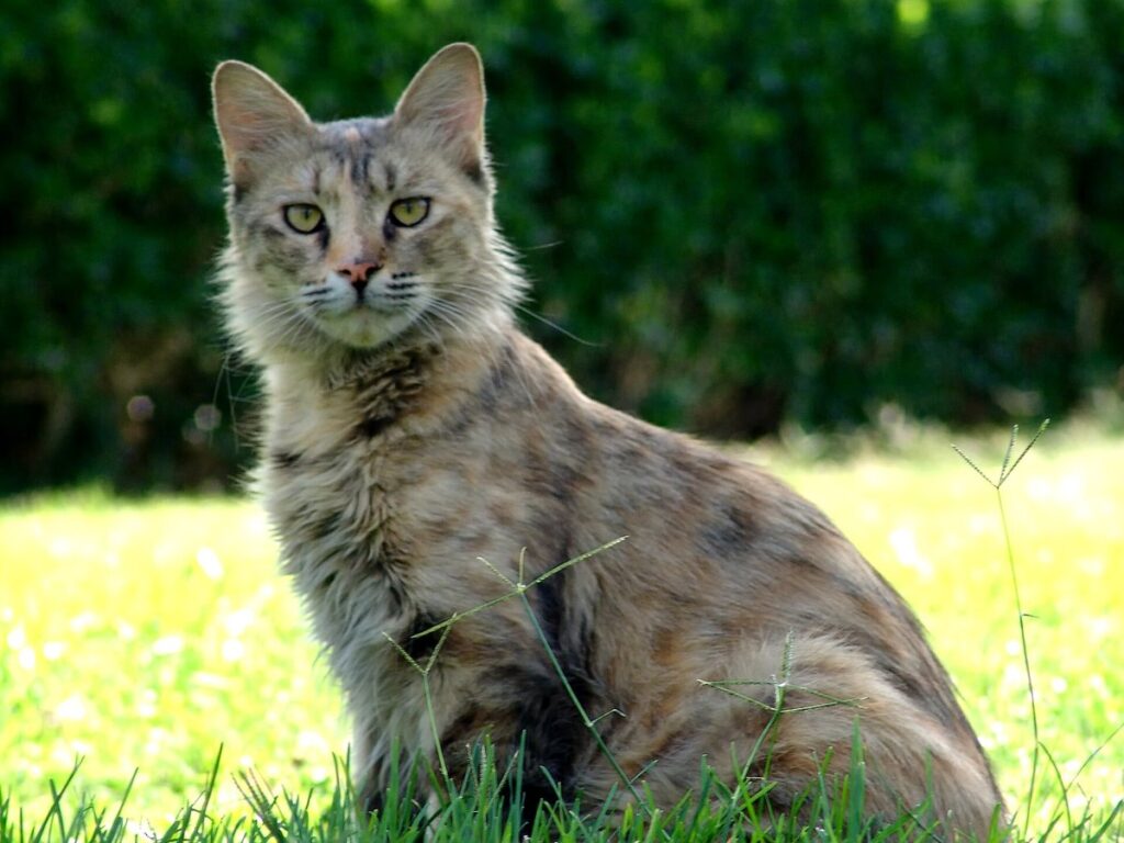 Cat Iran