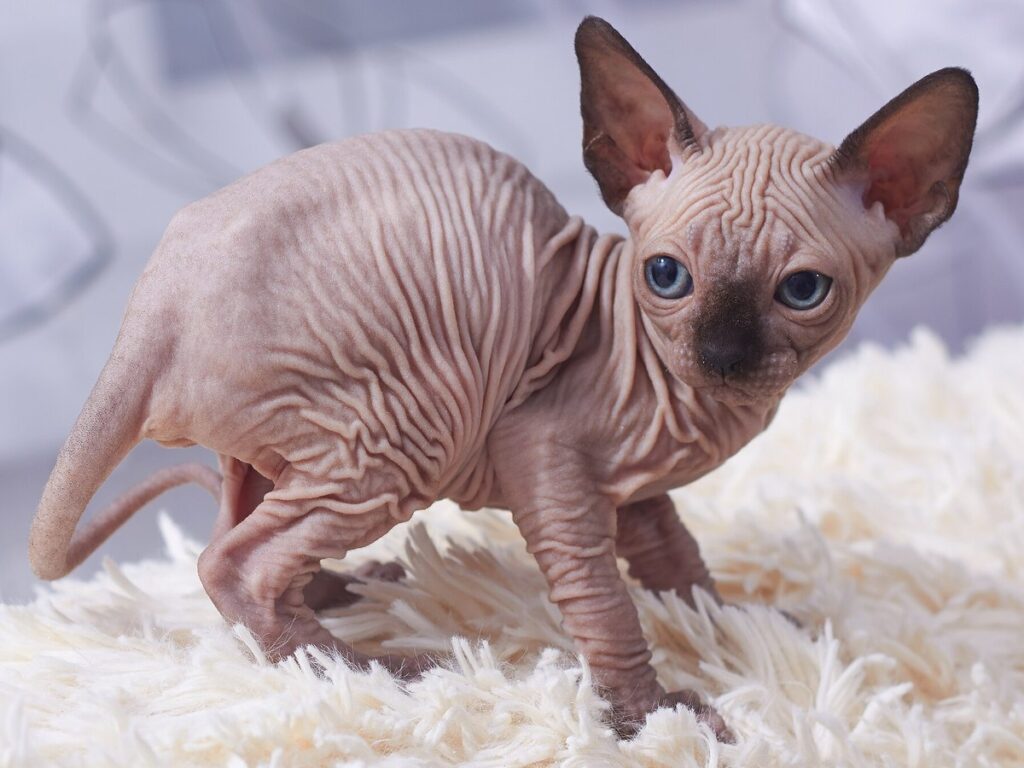 Cat Sphynx. Kittens. img 11