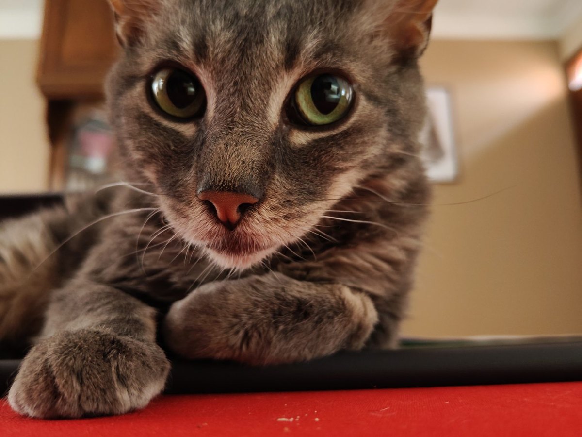 Getigerte Katze beim Ausruhen