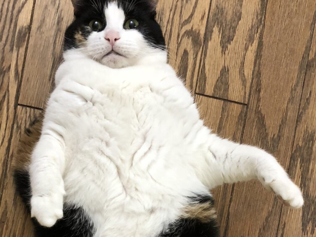 Entspannt liegende Hauskatze