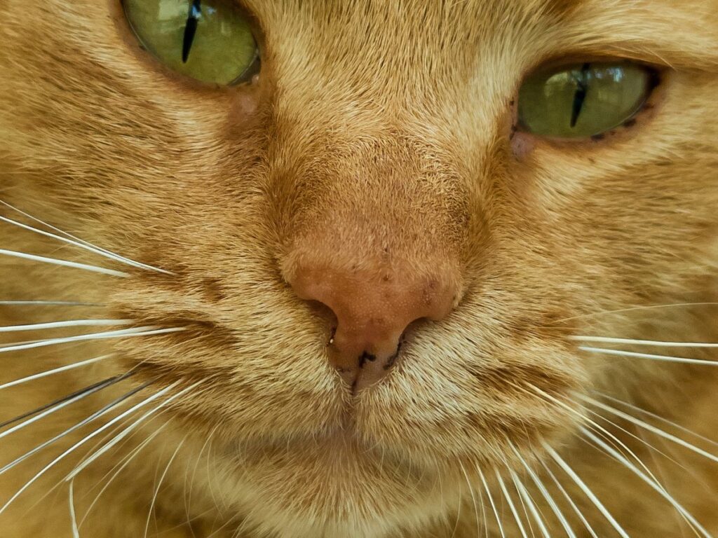 Face of a female domestic cat