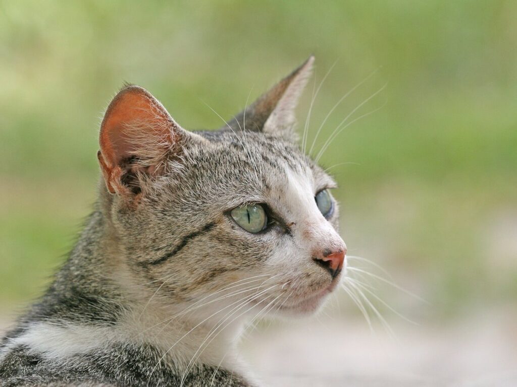 Domestic cat felis catus stare