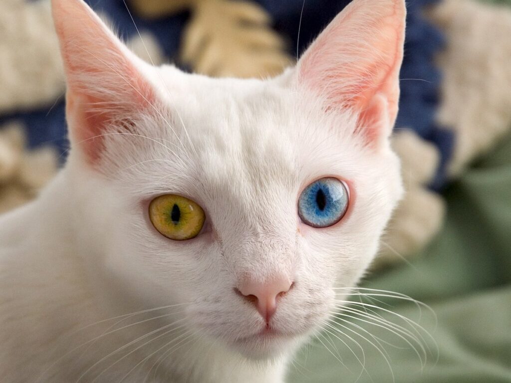 June odd-eyed-cat cropped