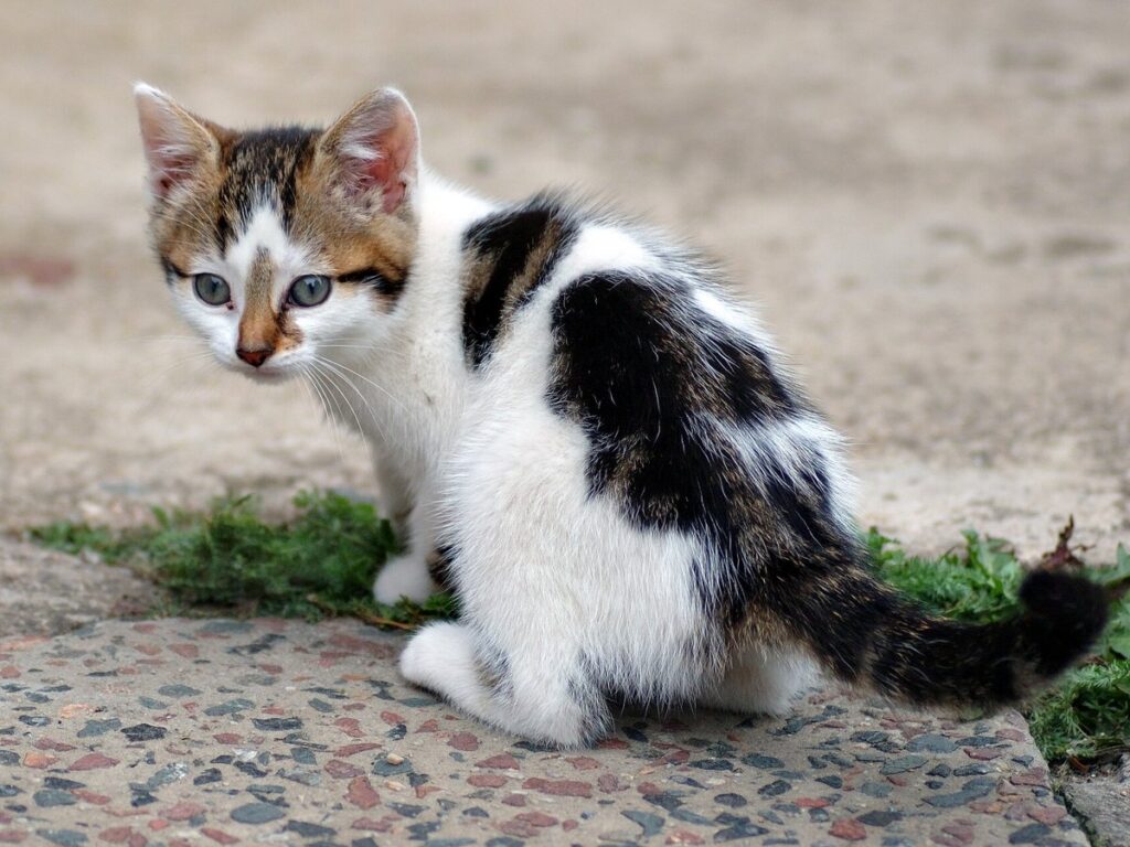 Six weeks old cat (aka)