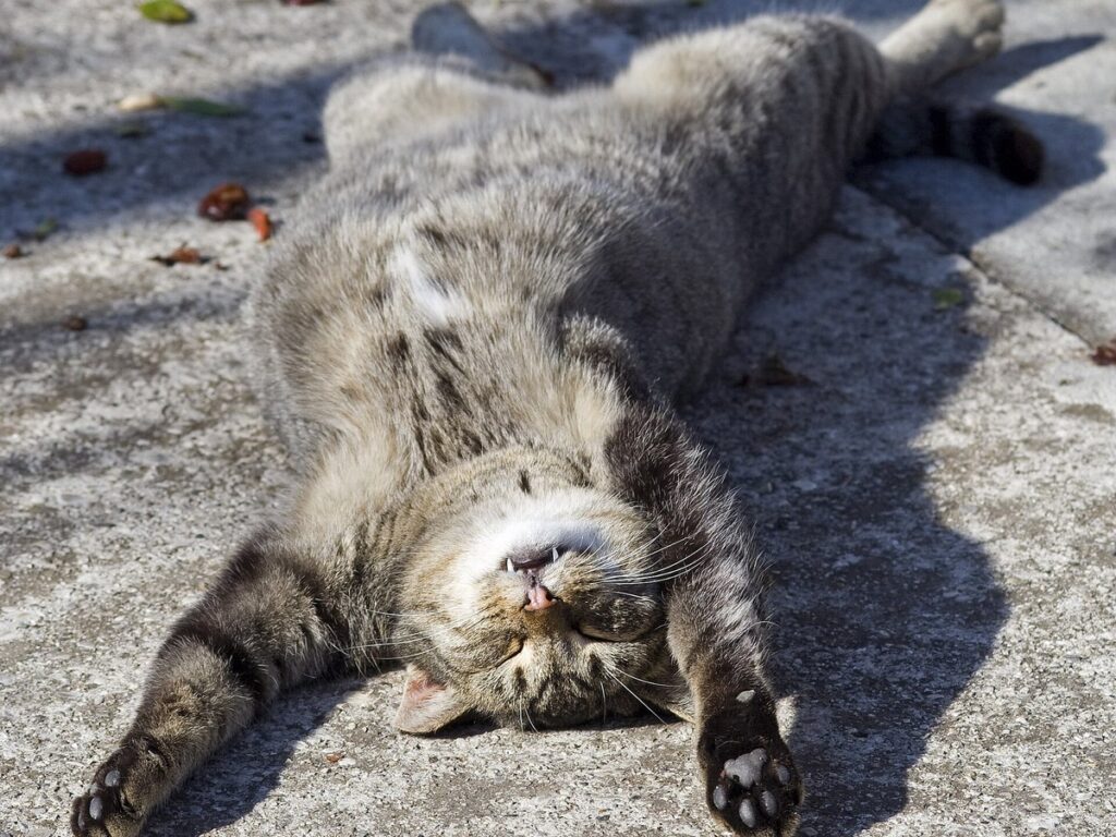 Sleeping cat on her back