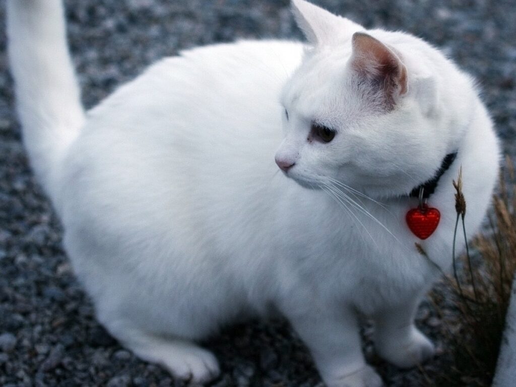 cat