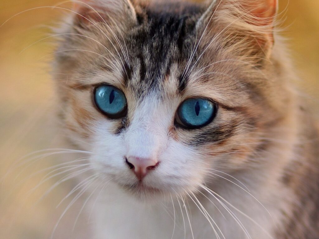 Tabby cat with blue eyes-3336579