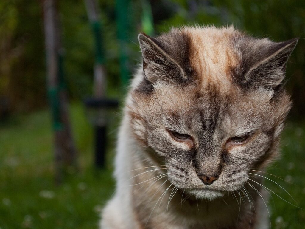 Tired 20-year-old cat