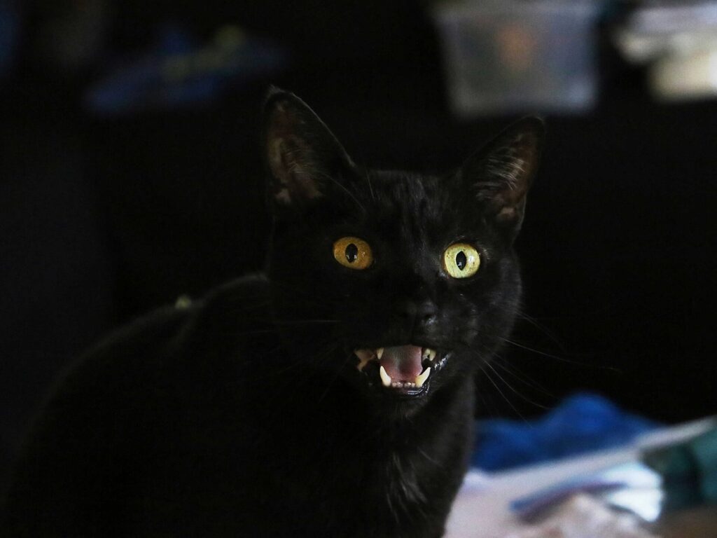 Black male domestic cat 004